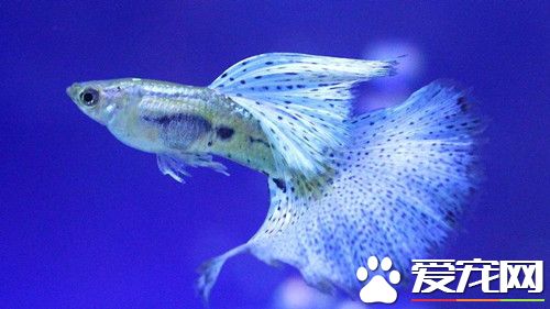小孔雀魚怎麼養 小孔雀魚需要注意事項