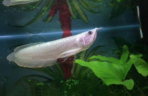 銀龍魚疾病防治 分析銀龍魚常見的九種疾病