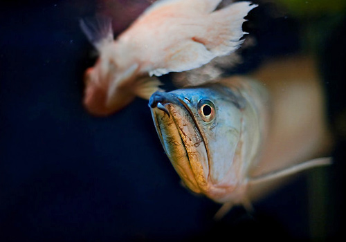 銀龍魚飼料 喂飼銀龍魚餌料的注意事項