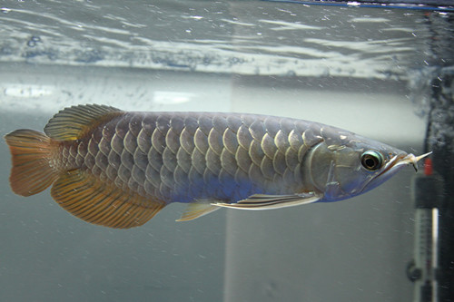 銀龍魚和鹦鹉魚混養 鹦鹉魚個性偏溫和