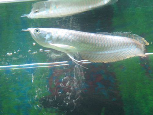 銀龍魚怎樣喂食 銀龍魚投喂注意事項