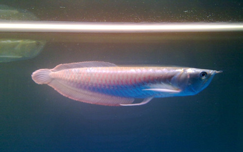 怎樣養銀龍魚 介紹銀龍魚的飼養經驗