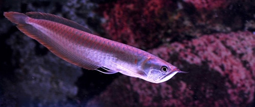 養銀龍魚有什麼講究  銀龍魚的魚缸擺放位置