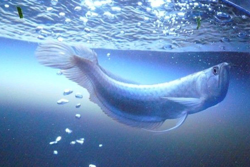 銀龍魚養殖技術 養殖銀龍魚注意的六個方面