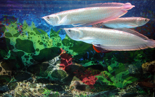 銀龍魚的飼養方法 銀龍魚飼養注意的地方