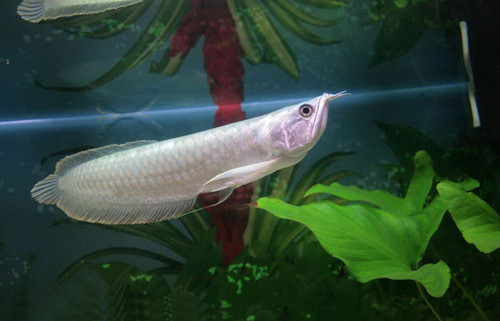 銀龍魚有什麼風水 銀龍魚風水需要注意事項