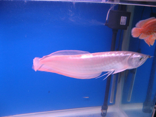 銀龍魚混養 新手混養銀龍魚需要注意事項