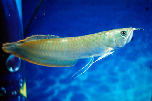 銀龍魚喂養方法 飼養銀龍魚需要注意地方