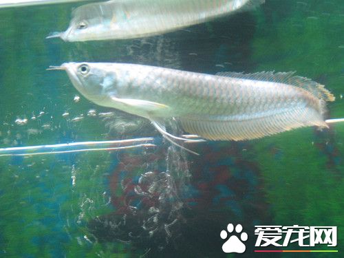 銀龍魚可以養幾條 飼養銀龍魚的風水數