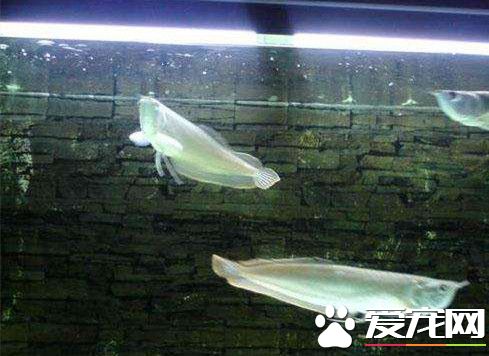 小銀龍魚吃什麼 銀龍魚投喂需要注意事項
