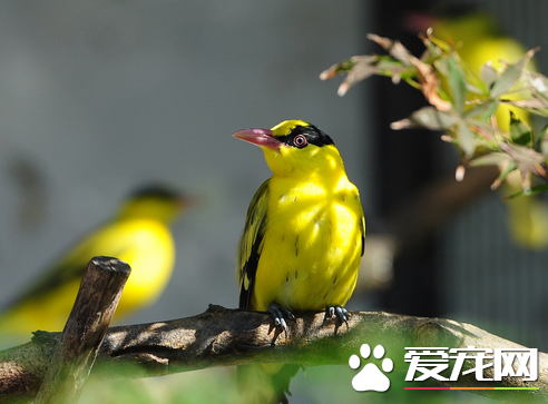 怎樣飼養黃鹂鳥 注意4點輕松養好黃鹂鳥