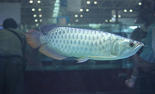 銀龍魚吃什麼最好 銀龍魚投喂注意的技巧