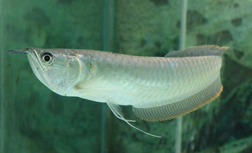 銀龍魚喂什麼飼料 喂食活體飼料最好
