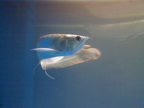 怎樣養好銀龍魚 養好銀龍魚的六個方面