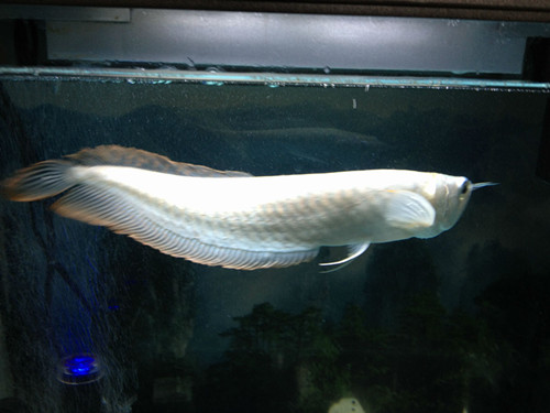 如何喂銀龍魚 銀龍魚屬於肉型性動物