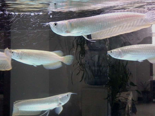 銀龍魚吃什麼 不同生長時期吃的食物也不一樣