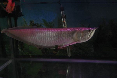 銀龍魚是風水魚嗎 銀龍魚風水注意事項