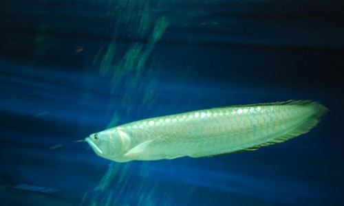 銀龍魚怎麼養 銀龍魚飼養需要注意的事項
