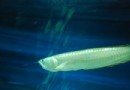 銀龍魚怎麼養 銀龍魚飼養需要注意的事項