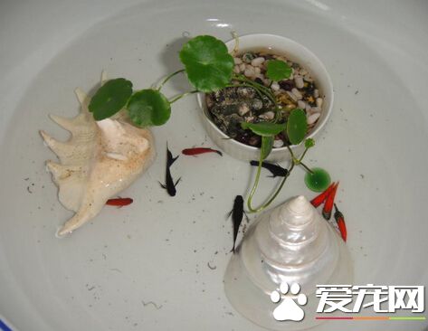 自來水為什麼不能直接養魚 含有氯等消毒劑