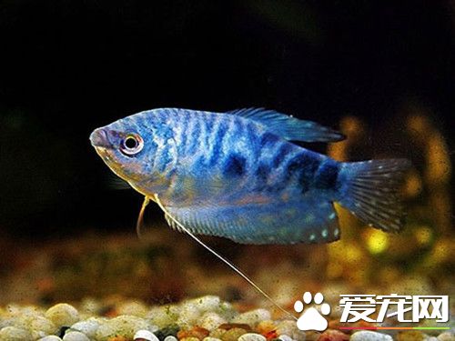 養魚的條數有什麼講究 十二屬相各有養魚吉位