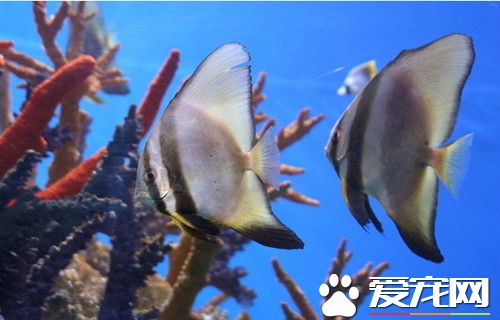 用純淨水養魚行嗎 換水和開缸的時候可以
