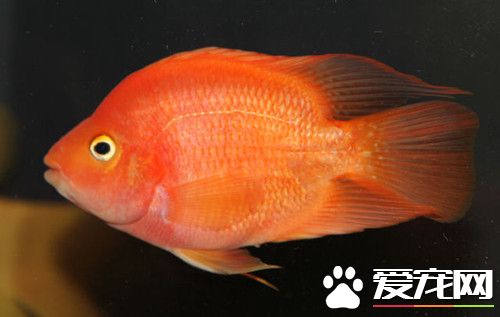 魚缸養魚怎樣消毒 魚缸消毒注意的地方