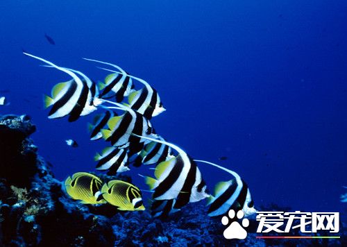 家庭魚缸養魚風水 首先從魚缸的選擇