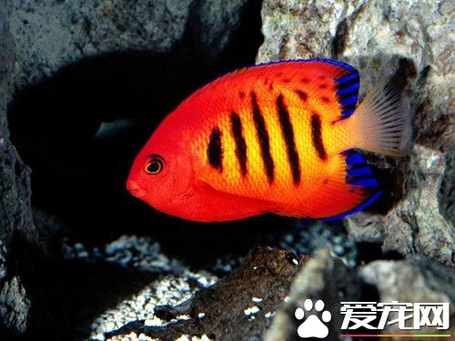 魚缸養魚養幾條好 可根據傳統的風水學