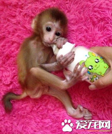 養猴子當寵物 寵物猴子的幾大注意事項