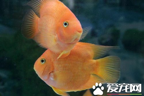 陶瓷魚缸如何養魚 首先注意魚的密度