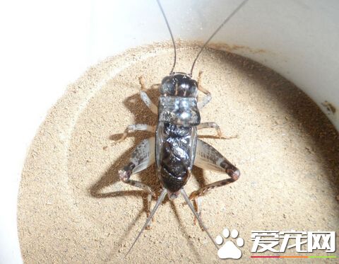 怎麼讓蟋蟀不叫 是通過身上的翅膀發聲