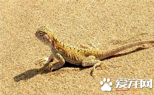 蜥蜴好養嗎 飼養蜥蜴還是有一定危險的