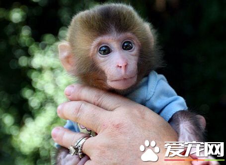 猴子好養嗎 相對來說還是比較不容易的