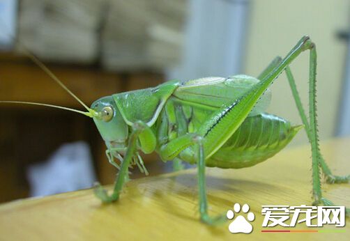 蝈蝈的生活環境 喜棲息於田野或莊稼地