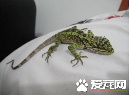 蜥蜴如何飼養 建議是用木質的寵物箱為宜