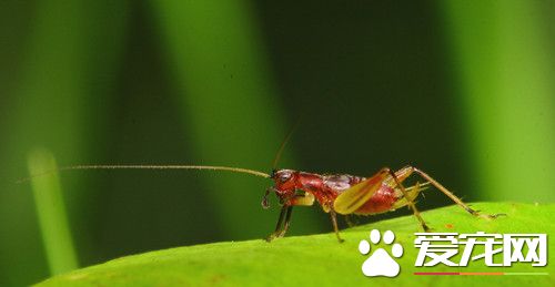蟋蟀最愛吃什麼 最好喂高蛋白的東西