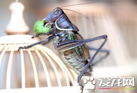 冬天如何養蝈蝈 需陽光但不能被太陽直曬