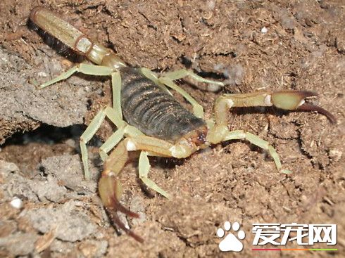 蠍子怎麼交配 蠍子的交配行為比較特殊