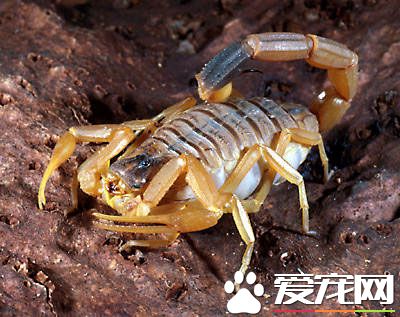 寵物蠍子飼養 寵物蠍子需要注意濕溫度