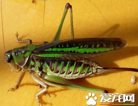 蝈蝈怎麼過冬 保持溫度在25-36度之間
