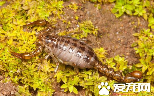 寵物蠍子飼養方法 飼養蠍子需要注意事項