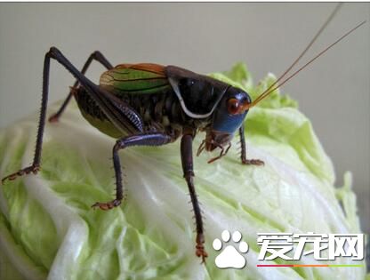 蝈蝈喜歡吃什麼 它的飼料主要有三大類