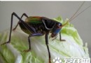 蝈蝈喜歡吃什麼 它的飼料主要有三大類