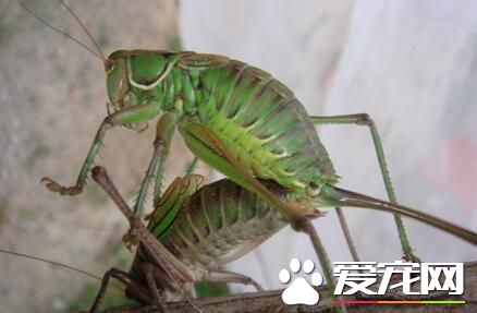 蝈蝈怎麼養 先要准備好的養蟲籠和扎盤