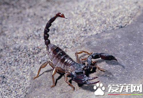 寵物蠍子怎麼養 最正確的蠍子飼養方法