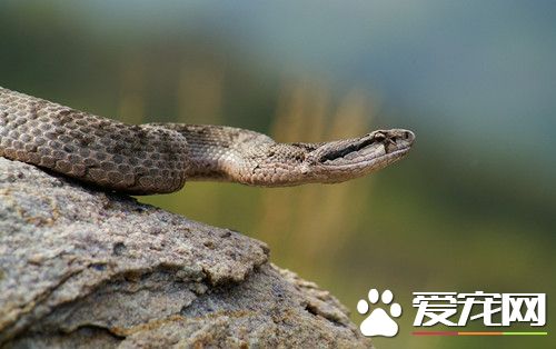 寵物蛇都有哪些 常見飼養寵物蛇的品種