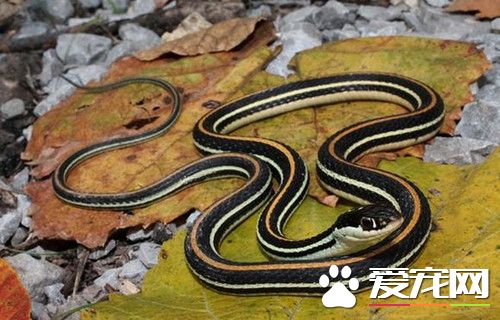 什麼蛇適合做寵物 適合新手的寵物蛇