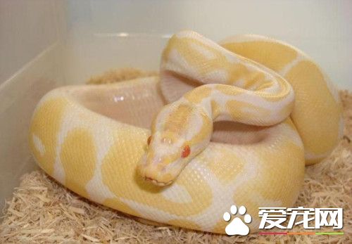 新手養什麼寵物蛇 養寵物蛇新手必知