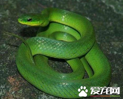 寵物蛇怎麼養 寵物蛇的飼養注意事項